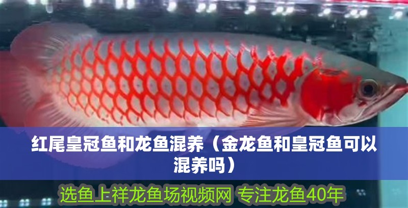 紅尾皇冠魚和龍魚混養（金龍魚和皇冠魚可以混養嗎）