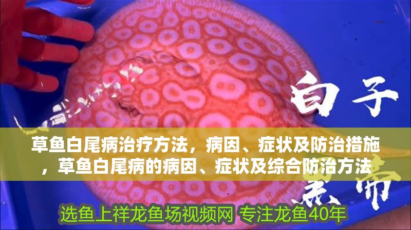 草魚白尾病治療方法，病因、癥狀及防治措施，草魚白尾病的病因、癥狀及綜合防治方法