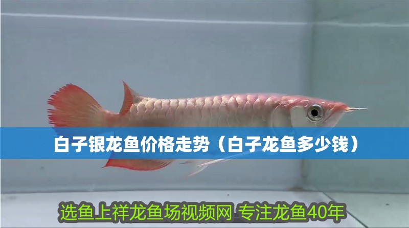 白子銀龍魚(yú)價(jià)格走勢(shì)（白子龍魚(yú)多少錢）