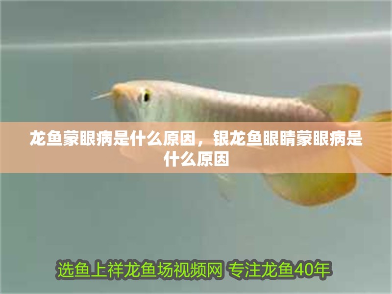 龍魚蒙眼病是什么原因，銀龍魚眼睛蒙眼病是什么原因 龍魚蒙眼病是什么原因，銀龍魚眼睛蒙眼病是什么原因 銀龍魚百科