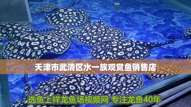 天津市武清區(qū)水一族觀賞魚銷售店
