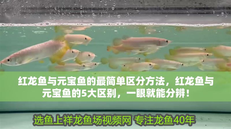 紅龍魚與元寶魚的最簡單區分方法，紅龍魚與元寶魚的5大區別，一眼就能分辨！