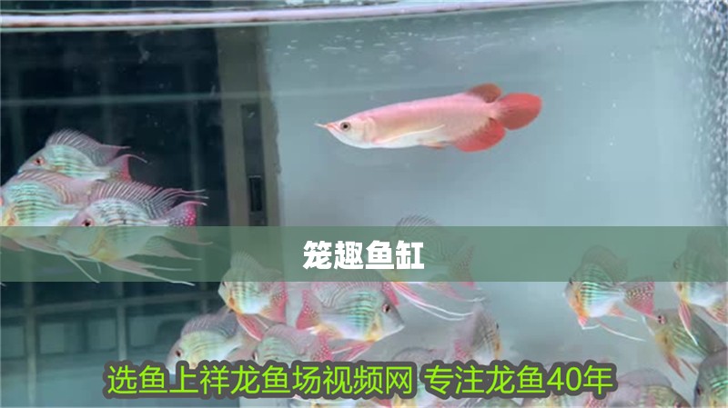 籠趣魚缸