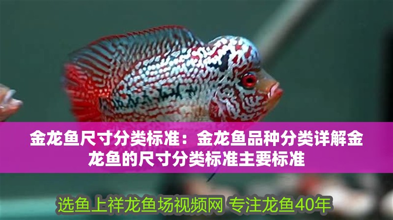 金龍魚尺寸分類標準：金龍魚品種分類詳解金龍魚的尺寸分類標準主要標準