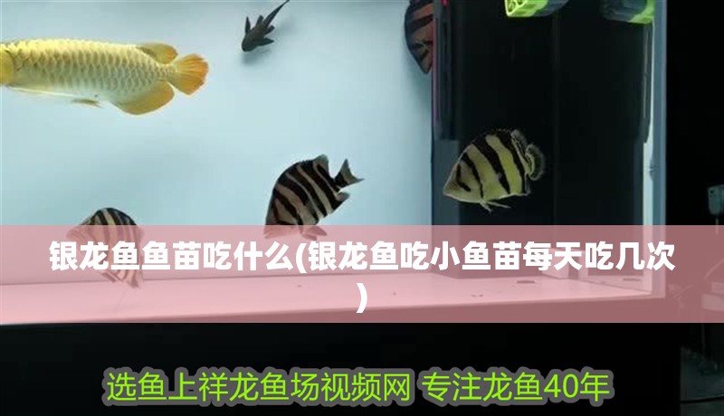 銀龍魚魚苗吃什么(銀龍魚吃小魚苗每天吃幾次)