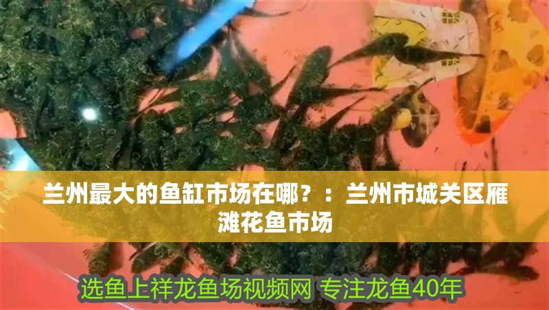 蘭州最大的魚缸市場在哪？：蘭州市城關區雁灘花魚市場