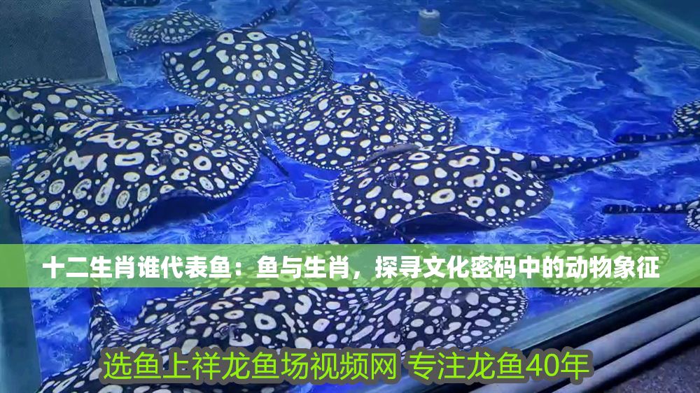 十二生肖誰代表魚：魚與生肖，探尋文化密碼中的動(dòng)物象征