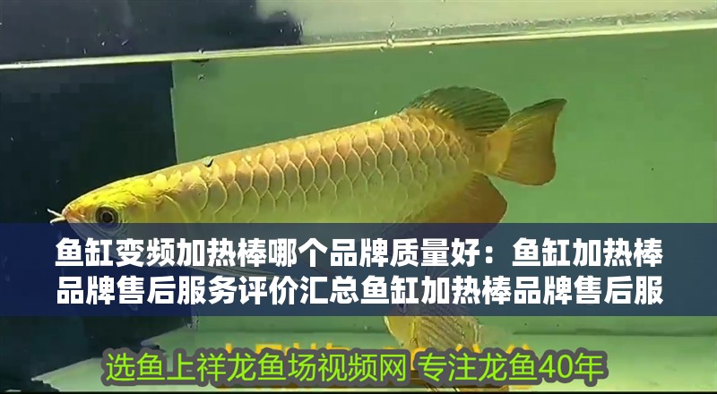 魚缸變頻加熱棒哪個品牌質量好：魚缸加熱棒品牌售后服務評價匯總魚缸加熱棒品牌售后服務