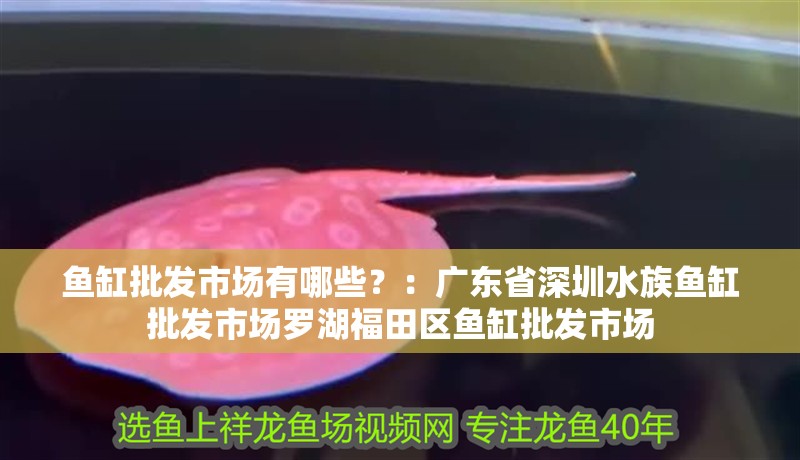 魚缸批發市場有哪些？：廣東省深圳水族魚缸批發市場羅湖福田區魚缸批發市場
