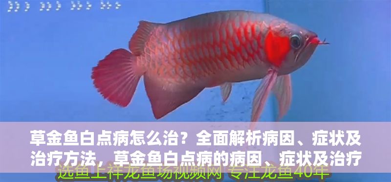 草金魚白點病怎么治？全面解析病因、癥狀及治療方法，草金魚白點病的病因、癥狀及治療方法全解析 草金魚白點病怎么治？全面解析病因、癥狀及治療方法，草金魚白點病的病因、癥狀及治療方法全解析 龍魚常見疾病 第1張