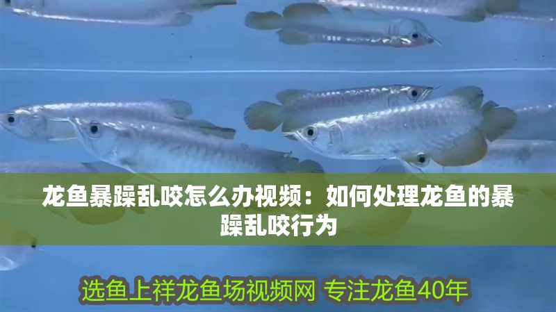 龍魚暴躁亂咬怎么辦視頻：如何處理龍魚的暴躁亂咬行為