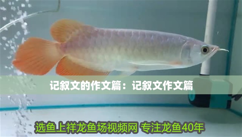 印尼虎魚多少溫度飼養最好:印尼虎魚多少溫度飼養最好印尼虎魚多少溫度飼養最好 記敘文的作文篇:記敘文作文篇 魚缸百科 記敘文的作文篇:記敘文作文篇 記敘文的作文篇:記敘文作文篇 魚缸百科