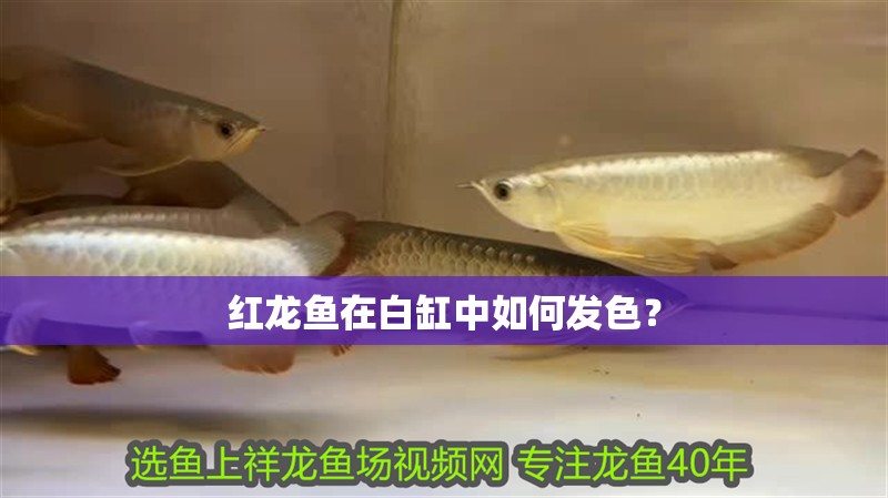 紅龍魚在白缸中如何發色？ 紅龍魚在白缸中如何發色？ 龍魚百科