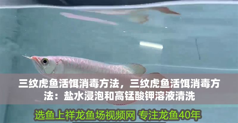 三紋虎魚活餌消毒方法，三紋虎魚活餌消毒方法：鹽水浸泡和高錳酸鉀溶液清洗