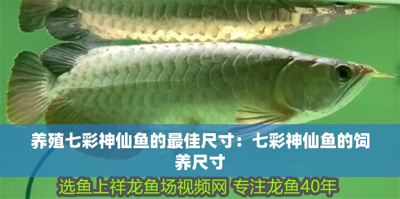養殖七彩神仙魚的最佳尺寸：七彩神仙魚的飼養尺寸