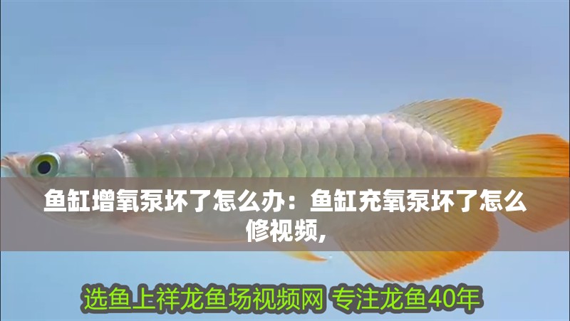 魚缸增氧泵壞了怎么辦：魚缸充氧泵壞了怎么修視頻,