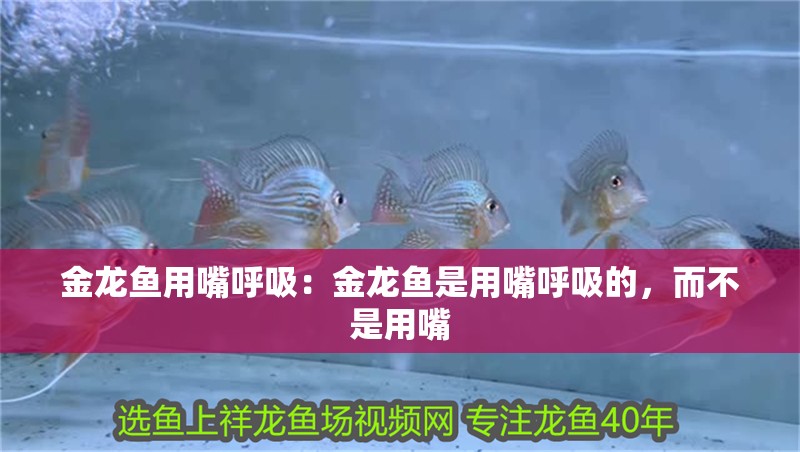 金龍魚用嘴呼吸：金龍魚是用嘴呼吸的，而不是用嘴