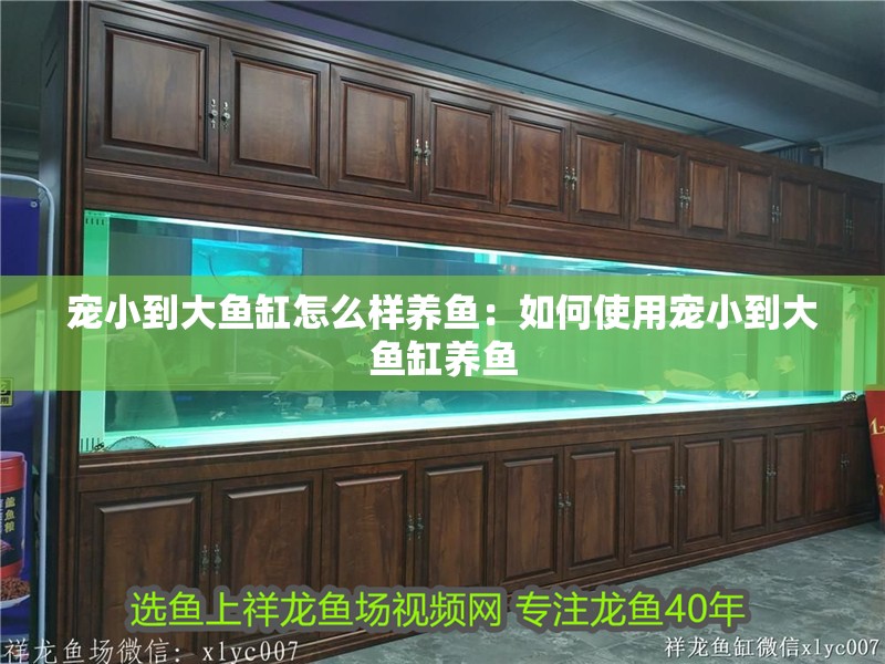 寵小到大魚缸怎么樣養(yǎng)魚：如何使用寵小到大魚缸養(yǎng)魚