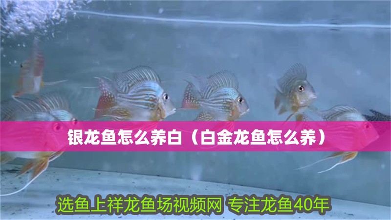 銀龍魚(yú)怎么養(yǎng)白（白金龍魚(yú)怎么養(yǎng)） 銀龍魚(yú)怎么養(yǎng)白（白金龍魚(yú)怎么養(yǎng)） 銀龍魚(yú)百科