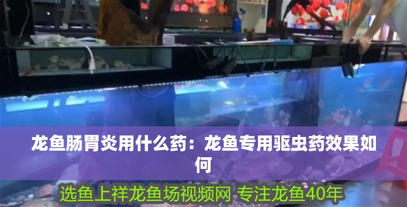 龍魚腸胃炎用什么藥：龍魚專用驅(qū)蟲藥效果如何