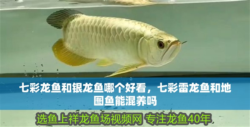 七彩龍魚和銀龍魚哪個好看，七彩雷龍魚和地圖魚能混養(yǎng)嗎