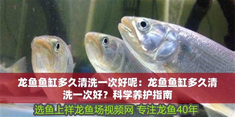龍魚魚缸多久清洗一次好呢：龍魚魚缸多久清洗一次好？科學(xué)養(yǎng)護(hù)指南