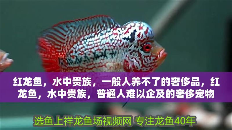 紅龍魚，水中貴族，一般人養不了的奢侈品，紅龍魚，水中貴族，普通人難以企及的奢侈寵物