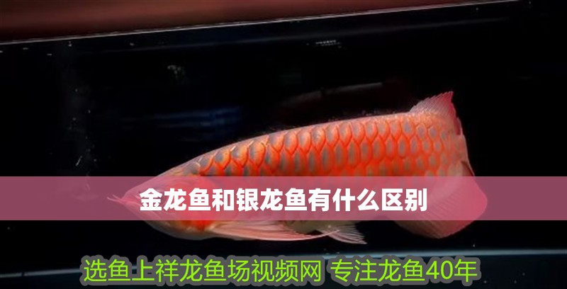 金龍魚和銀龍魚有什么區別