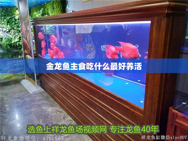 金龍魚主食吃什么最好養活