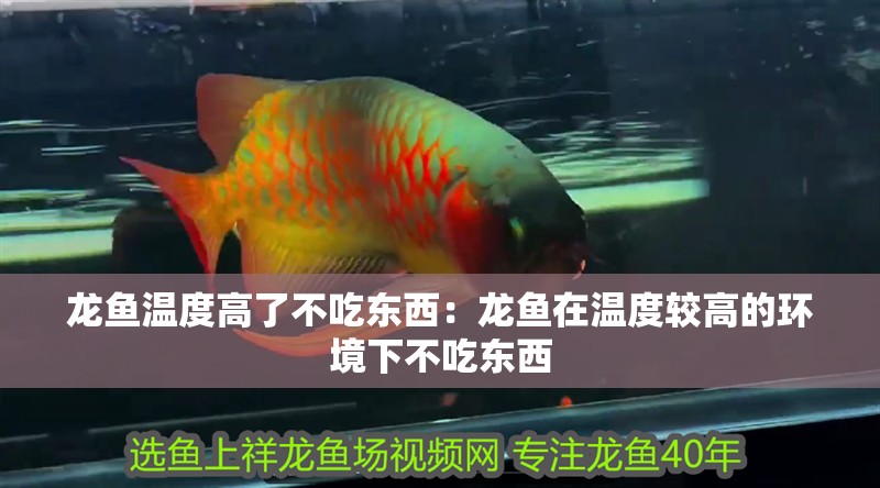 龍魚溫度高了不吃東西：龍魚在溫度較高的環(huán)境下不吃東西