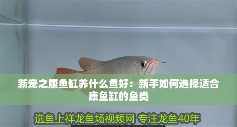 新寵之康魚缸養(yǎng)什么魚好：新手如何選擇適合康魚缸的魚類