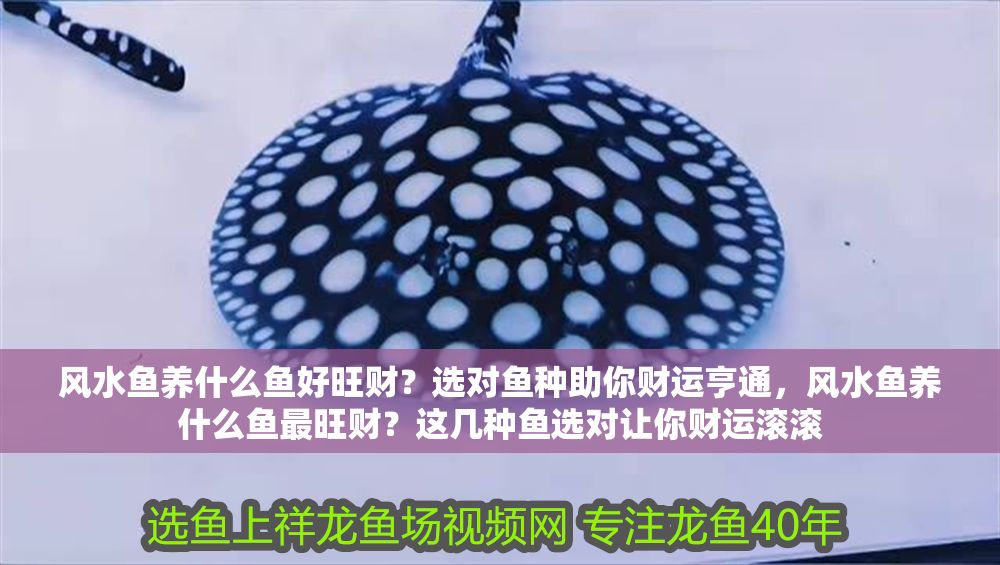 風(fēng)水魚養(yǎng)什么魚好旺財(cái)？選對魚種助你財(cái)運(yùn)亨通，風(fēng)水魚養(yǎng)什么魚最旺財(cái)？這幾種魚選對讓你財(cái)運(yùn)滾滾