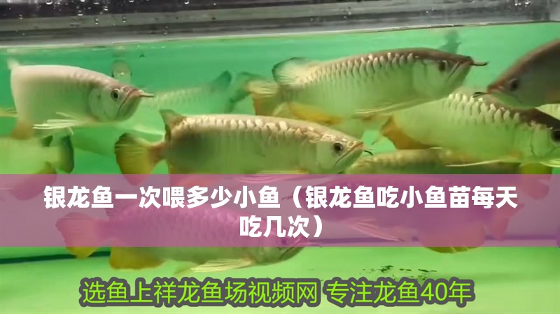 魚缸過濾器選購指南:自制魚缸過濾器魚缸上置過濾器對于養魚愛好者的必備知識 銀龍魚一次喂多少小魚(銀龍魚吃小魚苗每天吃幾次) 銀龍魚百科 銀龍魚一次喂多少小魚(銀龍魚吃小魚苗每天吃幾次) 銀龍魚一次喂多少小魚(銀龍魚吃小魚苗每天吃幾次) 銀龍魚百科