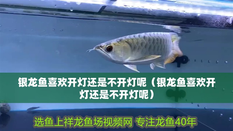 銀龍魚喜歡開燈還是不開燈呢（銀龍魚喜歡開燈還是不開燈呢）
