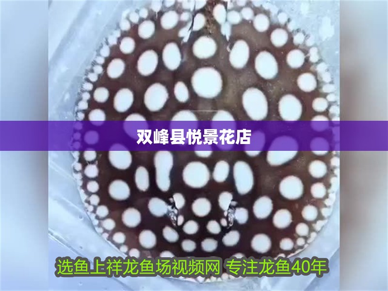 紅龍魚用黃燈烤有用嗎 雙峰縣悅景花店 全國水族館企業名錄 雙峰縣悅景花店 雙峰縣悅景花店 全國水族館企業名錄