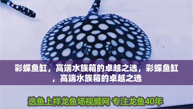 彩蝶魚缸，高端水族箱的卓越之選，彩蝶魚缸，高端水族箱的卓越之選