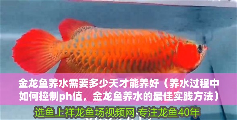 金龍魚養水需要多少天才能養好（養水過程中如何控制ph值，金龍魚養水的最佳實踐方法）