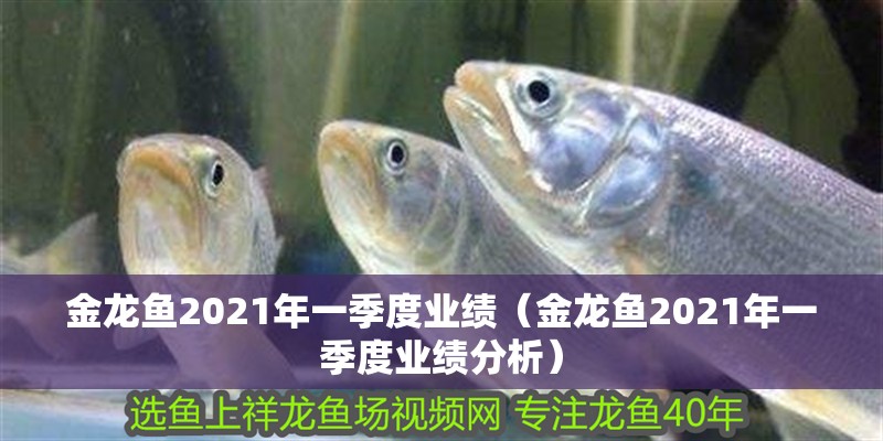 我的虎魚真菌感染了要怎么處理 金龍魚2021年一季度業績(金龍魚2021年一季度業績分析) 龍魚百科 金龍魚2021年一季度業績(金龍魚2021年一季度業績分析) 金龍魚2021年一季度業績(金龍魚2021年一季度業績分析) 龍魚百科