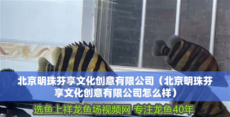 北京明珠芬享文化創意有限公司（北京明珠芬享文化創意有限公司怎么樣）