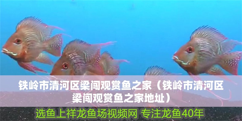 鐵嶺市清河區梁闖觀賞魚之家（鐵嶺市清河區梁闖觀賞魚之家地址）