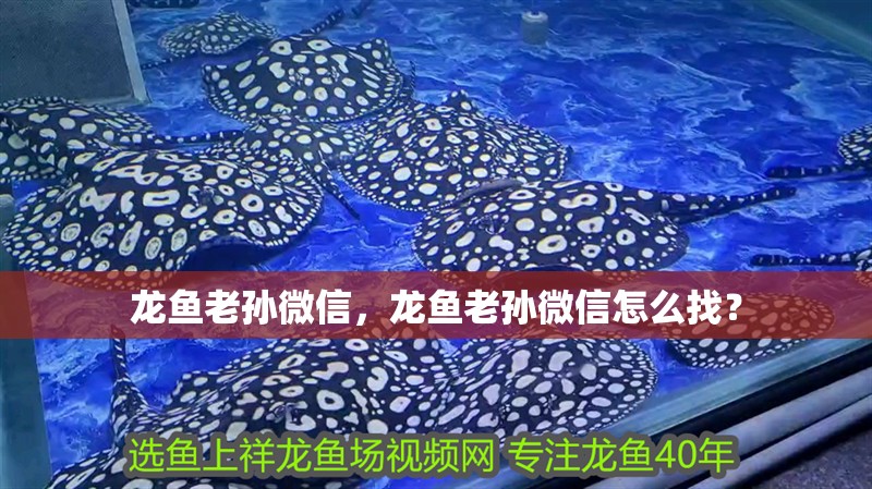 龍魚老孫微信，龍魚老孫微信怎么找？