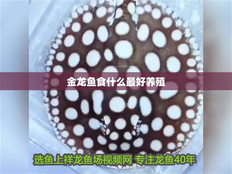 金龍魚食什么最好養(yǎng)殖 金龍魚食什么最好養(yǎng)殖 龍魚百科 第2張