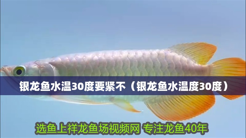 銀龍魚水溫30度要緊不（銀龍魚水溫度30度）