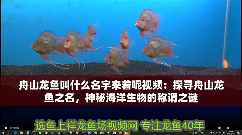 <strong><mark>舟山</mark></strong>龍魚叫什么名字來著呢視頻：探尋<strong><mark>舟山</mark></strong>龍魚之名，神秘海洋生物的稱謂之謎