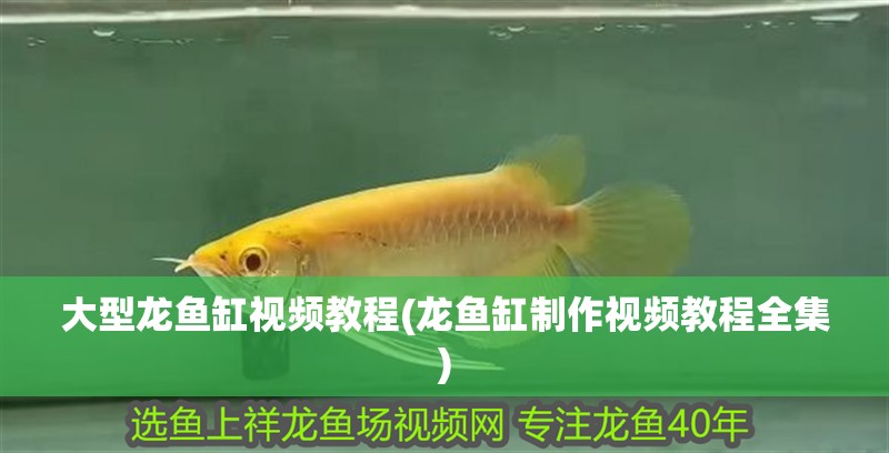 大型龍魚缸視頻教程(龍魚缸制作視頻教程全集)