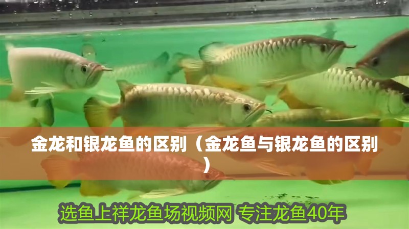 金龍和銀龍魚的區別（金龍魚與銀龍魚的區別）