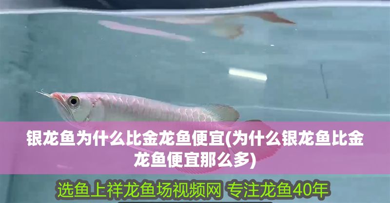 銀龍魚為什么比金龍魚便宜(為什么銀龍魚比金龍魚便宜那么多)