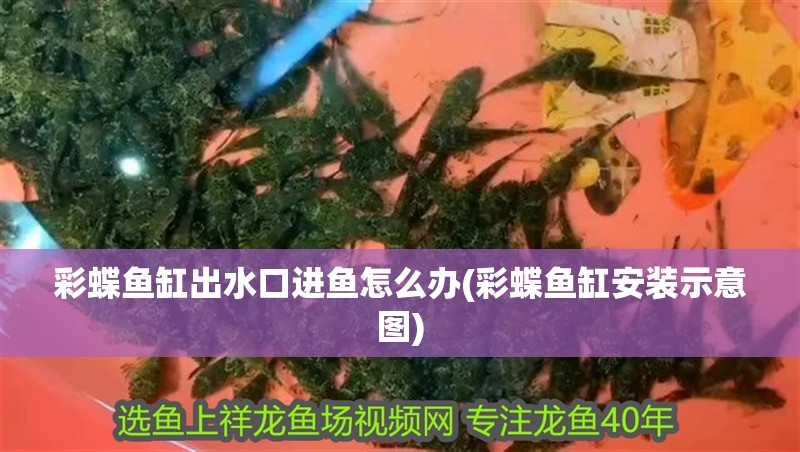 彩蝶魚缸出水口進魚怎么辦(彩蝶魚缸安裝示意圖)