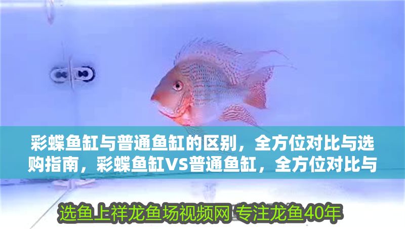 彩蝶魚缸與普通魚缸的區別，全方位對比與選購指南，彩蝶魚缸VS普通魚缸，全方位對比與選購指南