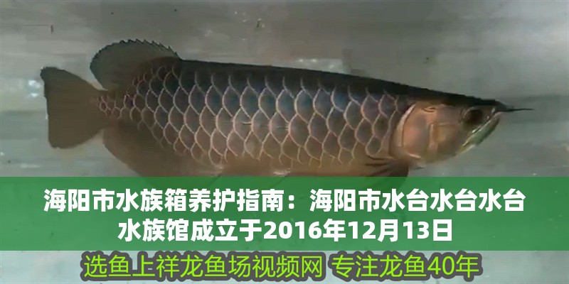 海陽市水族箱養護指南：海陽市水臺水臺水臺水族館成立于2016年12月13日